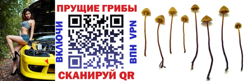 наркота  Ступино  Галлюциногенные грибы прущие грибы 